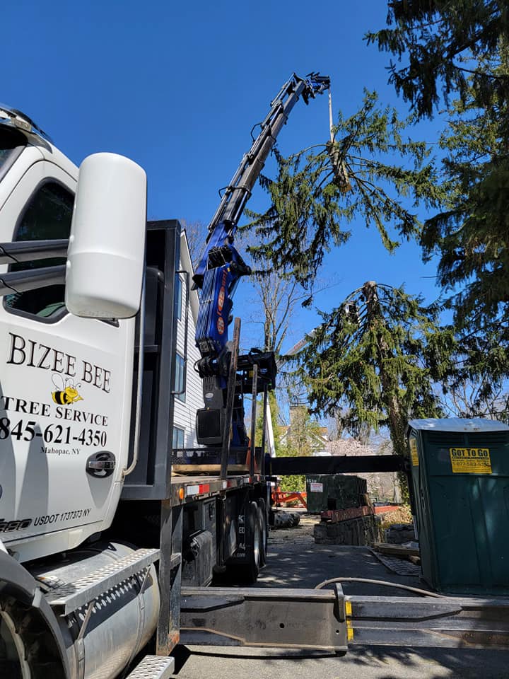 Tree Service in Westchester County, NY | Bizee Bee Tree Service
